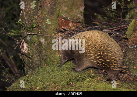 Échidné à nez court Tachyglossus aculeatus en bois de Tasmanie Banque D'Images