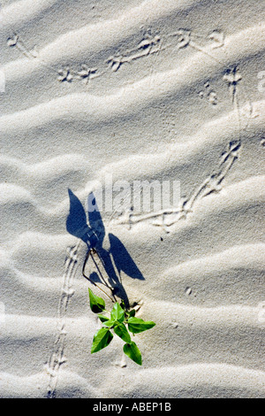 Les pistes d'oiseaux dans les dunes à Monahans Sandhills State Park dans l'ouest du Texas Banque D'Images