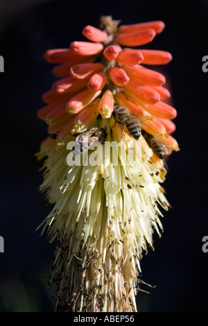 Les abeilles butiner sur un désert Pinceau fleur sauvage dans la région de Gila Wilderness au Nouveau Mexique Banque D'Images