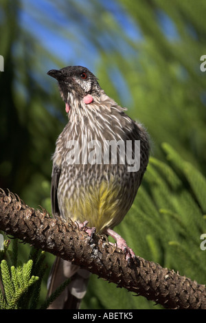 Anthochaera carunculata wattlebird rouge Banque D'Images