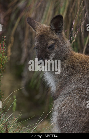 Wallaby à cou rouge, macropus rufogriseus wallaby bennetts, Banque D'Images