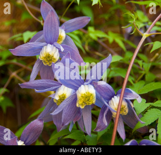 Var Frances Rivis Clematis Alpina Banque D'Images