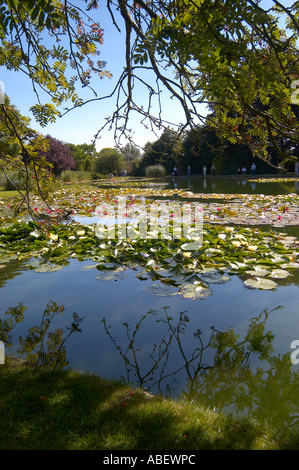 Collection nationale de lilas d'eau en pleine floraison, dans les jardins Burnby Hall Pocklington East Yorkshire England Banque D'Images