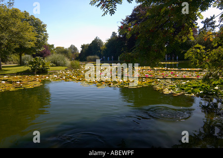 Collection nationale de lilas d'eau en pleine floraison, dans les jardins Burnby Hall Pocklington East Yorkshire England Banque D'Images