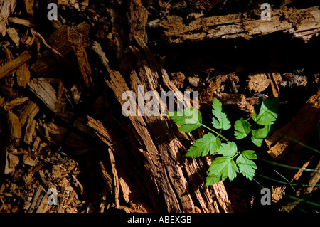 Arbre tombé, de l'alimentation pour la forêt, le Parc National Los Glaciares, Santa Cruz, Argentine, Patagonie Banque D'Images