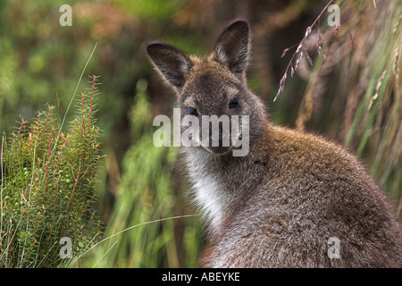 Wallaby à cou rouge, macropus rufogriseus wallaby bennetts, Banque D'Images