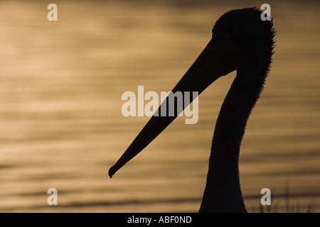 Pelican pelecanus conspicillatus australienne, Banque D'Images