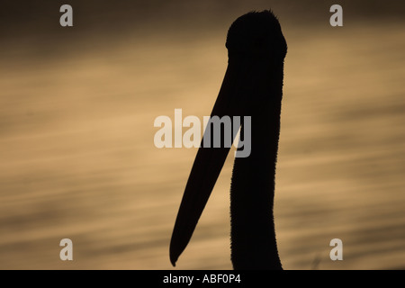 Pelican pelecanus conspicillatus australienne, Banque D'Images