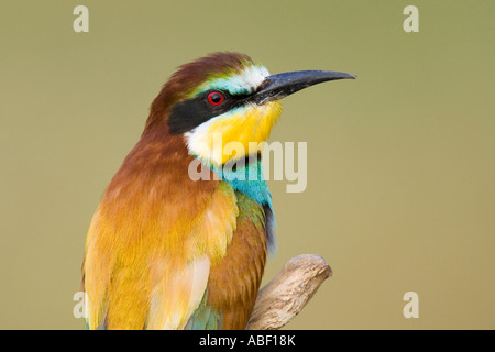 Close-up portrait of European Bee-eater Banque D'Images