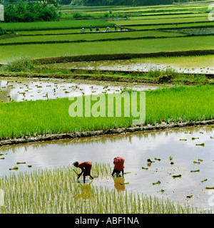 Une vue pittoresque de rizières avec les femmes de la plantation des jeunes arbres Kerala Inde Banque D'Images