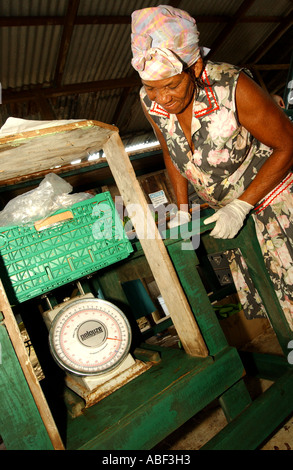 Agriculteur d'un poids des grappes de bananes du commerce équitable les îles du Vent Banque D'Images