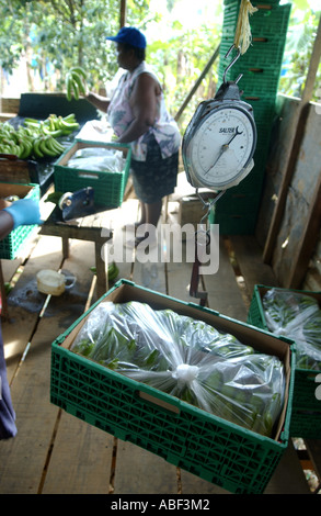 Agriculteur d'un poids des grappes de bananes du commerce équitable les îles du Vent Banque D'Images