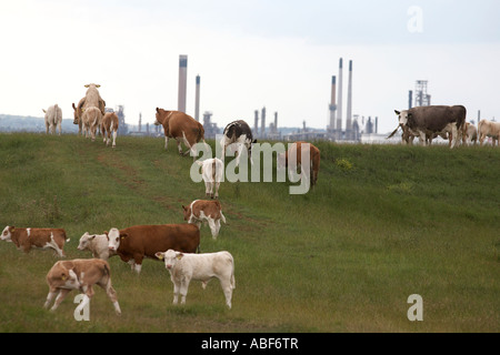 Les vaches laitières paître sur des terres agricoles dans l'île de Grain, Kent en face de la raffinerie de Coryton industrielle complexe dans l'Essex. Banque D'Images