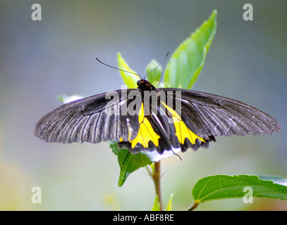 Le sud de la Cites Troides minos plus grand papillon indien mâle adulte reposant sur une plante Banque D'Images