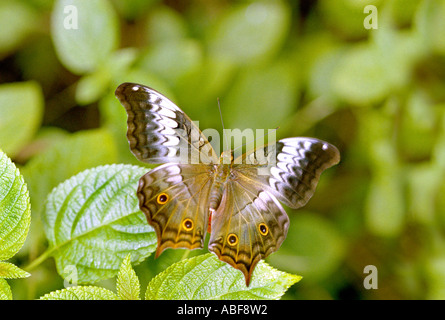 Vindula erota Nymphalidae Papillon Cruiser saloma Cynthia erota femelle adultes repose sur Lantana leaf Banque D'Images