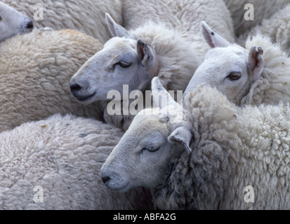 Troupeau de moutons sur l'île de South Uist dans le hebridies (LL 369) en attente d'être coupées à la main l'Ecosse Banque D'Images