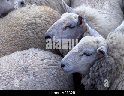 Troupeau de moutons sur l'île de South Uist dans le hebridies (LL 369) en attente d'être coupées à la main l'Ecosse Banque D'Images