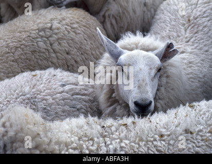 Troupeau de moutons sur l'île de South Uist dans le hebridies (LL 369) en attente d'être coupées à la main l'Ecosse Banque D'Images