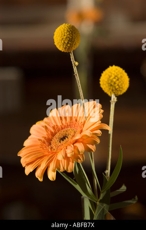 Gerbera dans le cadre d'une décoration de table dans un pub Banque D'Images