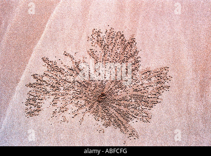 Un modèle fabriqué à partir du bois poussé vers le haut à partir de sous le sable par les crabes notamment à Darwin en Australie et à Bornéo Banque D'Images