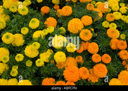 Floral Background Banque D'Images