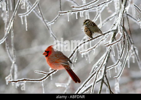 Bruant à gorge blanche mâle cardinal couvertes de glace gras Banque D'Images