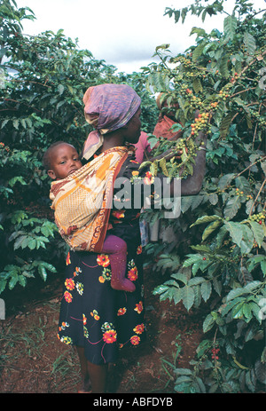 Cueillette de baies de café femme Kikuyu sur un domaine près de Thika Kenya Afrique de l'Est Banque D'Images