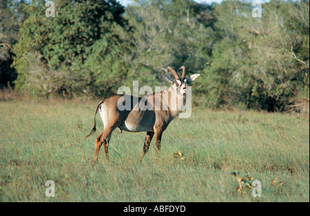 L'antilope rouanne masculins de l'Afrique de l'Est Kenya Shimba Hills Banque D'Images