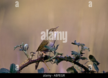 Grasshopper Warbler chant de bramble Norfolk Angleterre Banque D'Images