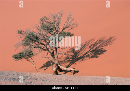 Un vieil arbre noueux acacia que survivre au pied de la Dune 45 dans le Namib Naukluft National Park Afrique du sud-ouest de la Namibie Banque D'Images