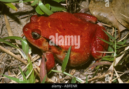 Dyscophus antongili grenouille tomate une couleur leva des Microhylidae espèces toxiques dans rainforest Madagascar Banque D'Images