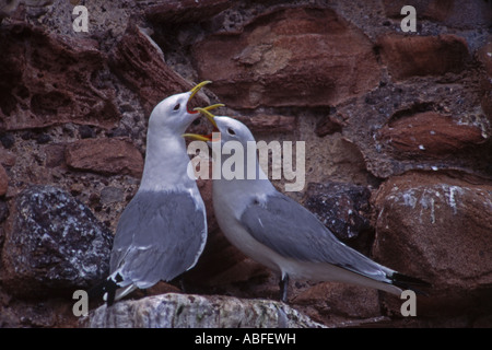 Mouettes tridactyles. Courtiser paire écran près d'un site de l'Ecosse Banque D'Images