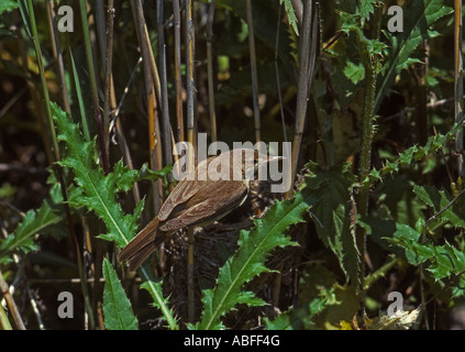 Marsh Warbler au nid avec les oisillons Banque D'Images