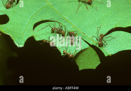 Les fourmis Atta cephalotes coupe feuille feuilles coupe à ramener à leur nid dans rainforest Costa Rica Banque D'Images