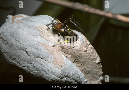 Guêpe Sceliphron barbouilleur boue fistularum Sphecidae reculant dans une cellule avec le nid la première araignée en forêt amazonienne Banque D'Images