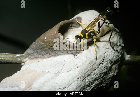 Guêpe Sceliphron barbouilleur boue fistularum Sphecidae ajout d'une cellule pour son nid dans la forêt amazonienne au Brésil Banque D'Images