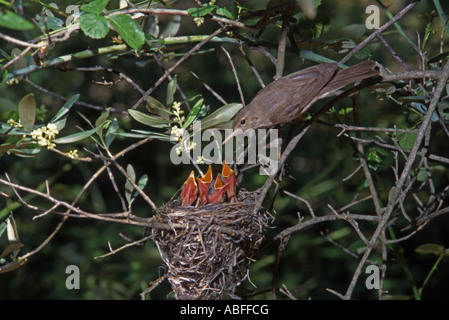 Olivaceous Warbler. Des profils au nid avec les oisillons béante. Portugal Banque D'Images