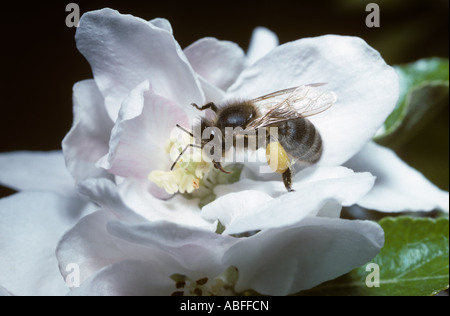 Abeille ruche miel Apis mellifica Apidae travailleur bien rempli avec des paniers à pollen sur poire cultivés UK Banque D'Images