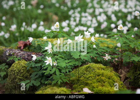Photo couleur horizontal d'anémones Bois des roches couvertes de mousse de plus en plus. Banque D'Images