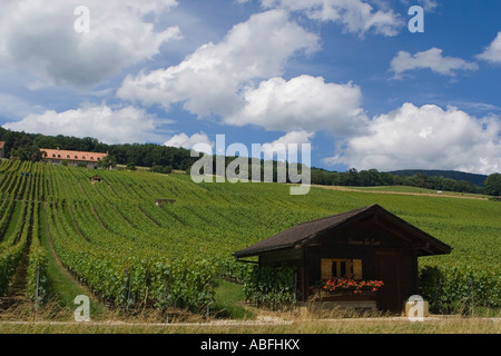 Vignes de Champagne en Suisse Banque D'Images