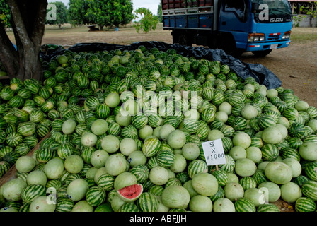 Un stand de fruits en bordure de route propose des pastèques Citrullus sp au prix de 5 pour 1 000 colones près de Jaco, Costa Rica Banque D'Images