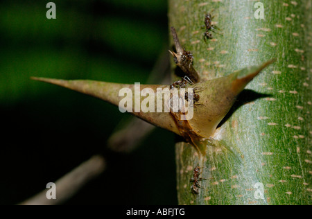 Porte-Acacia, Acacia sp, arbre aux fourmis symbiotiques Banque D'Images