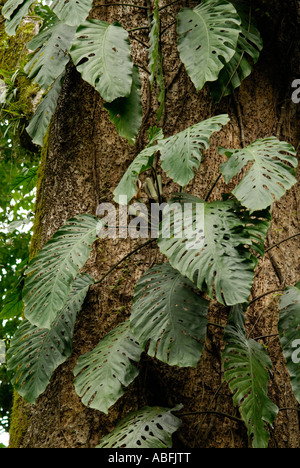 L'usine de fromage suisse, Monstera deliciosa Banque D'Images