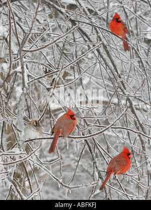 Bruant à gorge blanche mâle cardinal couvert de glace de la direction générale de l'herbe Banque D'Images