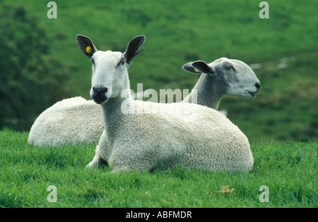 Portrait 2 blue face Leicester moutons assis côte à côte sur le terrain Banque D'Images