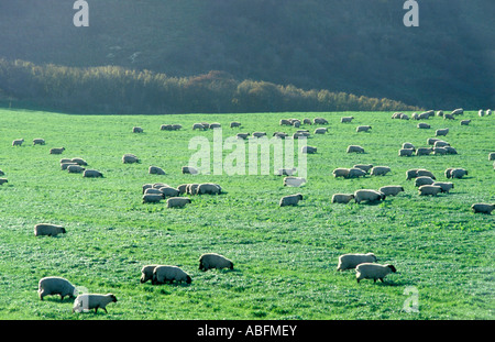 Troupeau de centaines de moutons dans la zone rétro-éclairé Banque D'Images