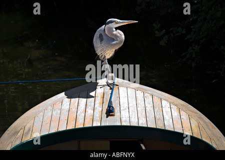 Grand héron Ardea herodias sur la proue du bateau Seattle États-Unis Banque D'Images