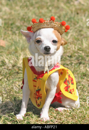 Chihuahua portant sombrero mexicain et poncho Banque D'Images