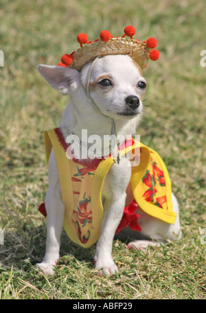 Chihuahua portant sombrero mexicain et poncho Banque D'Images