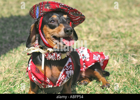 Daschund dog wearing hat vêtements et touristiques en plein air dans le parc Banque D'Images